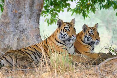 Индия решила спасти экономику за счет тигров - lenta.ru - Индия