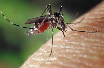 Роспотребнадзор рассказал о передаче инфекций через комариные укусы - pnp.ru - Россия