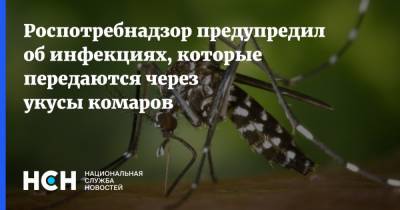 Роспотребнадзор предупредил об инфекциях, которые передаются через укусы комаров - nsn.fm - Россия