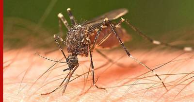 Комары могут быть переносчиками опасных для человека инфекций на территории России - profile.ru - Россия