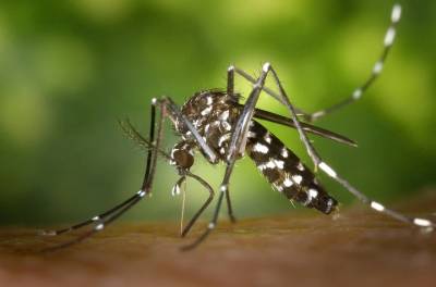 Названы инфекции, которые передаются через укусы комаров - vm.ru - Россия