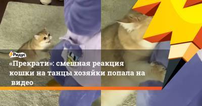 «Прекрати»: смешная реакция кошки натанцы хозяйки попала навидео - ridus.ru