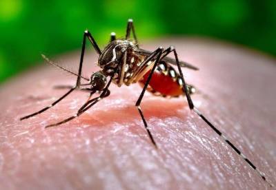 Переносчиками опасных для человека инфекций на территории России могут быть комары - ufacitynews.ru - Россия