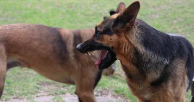 В Австралии расстреляли спасательных собак из-за пандемии COVID - ren.tv - Австралия