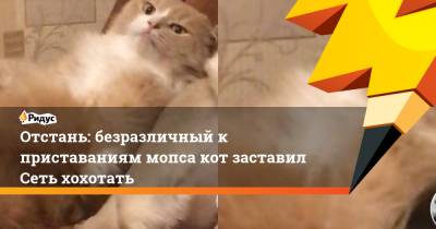 Отстань: безразличный к приставаниям мопса кот заставил Сеть хохотать - ridus.ru