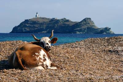 Дикие коровы заполонили пляжные курорты Франции и распугали туристов - lenta.ru - Франция