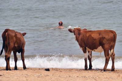 Дикие коровы разогнали туристов с французских пляжей - tvc.ru