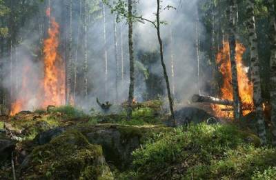 МЧС сообщило об увеличении площади лесных пожаров в Башкирии - argumenti.ru - республика Башкирия
