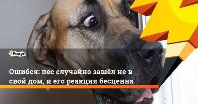 Ошибся: пес случайно зашёл не в свой дом, и его реакция бесценна - ridus.ru