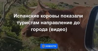 Испанские коровы показали туристам направление до города (видео) - news.mail.ru - Испания