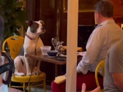 Пес, поужинавший в ресторане, стал звездой соцсети - u24.ru - Нью-Йорк