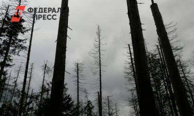 Загадка мертвого леса: чем грозит предприятие «Росатома» Бурятии - fedpress.ru - республика Бурятия