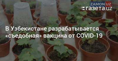 В Узбекистане разрабатывается «съедобная» вакцина от коронавируса - gazeta.uz - Узбекистан