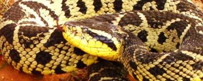 Яд змеи жараракусу может стать лекарством от коронавируса - runews24.ru - Бразилия