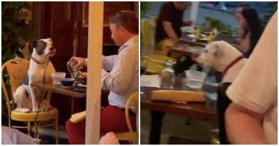 Хозяин привел собаку на свидание в ресторан, чем покорил пользователей соцсетей - skuke.net
