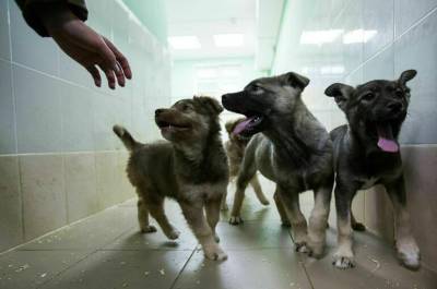 Беспризорных Шариков хотят пересчитать - pnp.ru - Россия - Казань