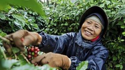 Коронавирус оставил мир без кофе - penzainform.ru - Вьетнам