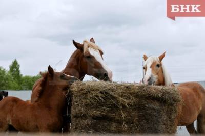 Виктор Бобыря - В Коми лошадей проверят на инфекционную анемию - bnkomi.ru - республика Коми