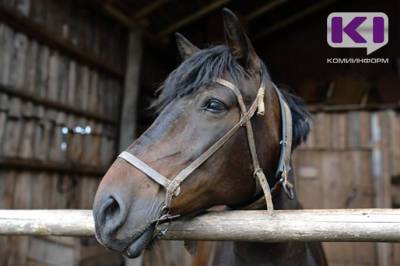 В Коми обследуют все поголовье лошадей в возрасте от шести месяцев - komiinform.ru - республика Коми