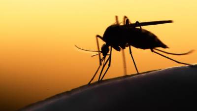 Виктор Зуев - Лихорадка Западного Нила: стоит ли бояться комаров-переносчиков и как себя обезопасить? - mir24.tv - Россия