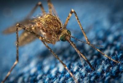 Опасные комары-переносчики лихорадки Западного Нила появятся в России осенью - bloknot.ru - Россия