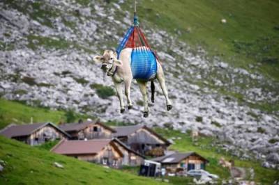 В Швейцарии коров доставляют домой вертолетами – необычно и практично - argumenti.ru - Швейцария