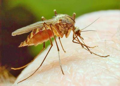 Роспотребнадзор предупредил о появлении комаров-переносчиков лихорадки - newsland.com - Россия