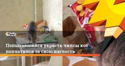 Попытавшийся украсть чипсы кот поплатился за свою наглость - ridus.ru
