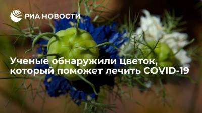 Австралийские ученые: растение Nigella sativa может стать новым средством от коронавируса - ria.ru - Россия - Москва
