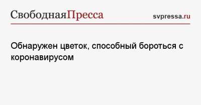 Обнаружен цветок, способный бороться с коронавирусом - svpressa.ru