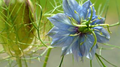 Приправа-сорняк поможет от коронавируса - vesti.ru