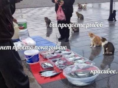 «Вы продаете рыбов?»: забавный мем с котами покорил пользователей Сети - u24.ru - Китай