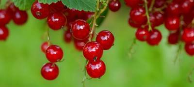 Римма Мойсенко - Названы ягоды, восстанавливающие организм после коронавируса - stolicaonego.ru