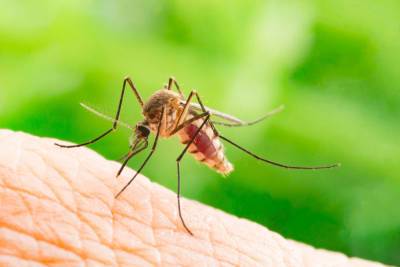 В двух районах Израиля обнаружены комары-разносчики лихорадки Западного Нила - news.israelinfo.co.il - Израиль
