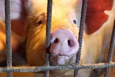В Хабаровском крае свиней убивает эпидемия африканской чумы - hab.aif.ru - Хабаровский край - Амурск - Комсомольск - район Нанайский