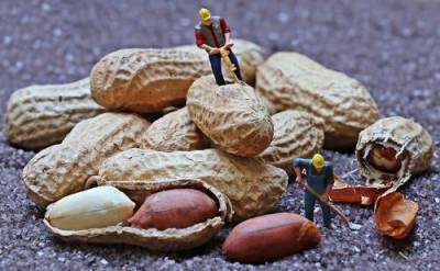Ученые уверены, что чрезмерное употребление арахиса опасно тем, что способствует распространению рака - argumenti.ru