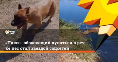«Плюх»: обожающий купаться вречке пес стал звездой соцсетей - ridus.ru