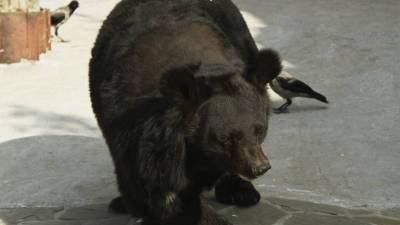 Ужин перед телевизором: видео кормящего с рук медведя россиянина привело в восторг иностранцев - mir24.tv - Саратов