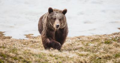 Самая одинокая медведица в мире умерла через несколько месяцев после спасения (фото, видео) - focus.ua - Украина - республика Крым - Швейцария