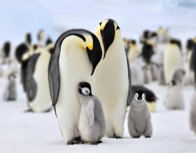 Императорские пингвины могут исчезнуть навсегда - argumenti.ru - Сша