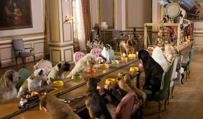 Лайфхак от "НИ": куда определить питомца на время отпуска - newizv.ru