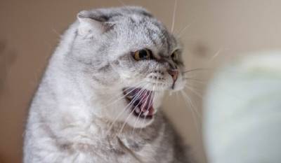Сотни кошек в Британии погибли от загадочной болезни - mirnov.ru - Англия