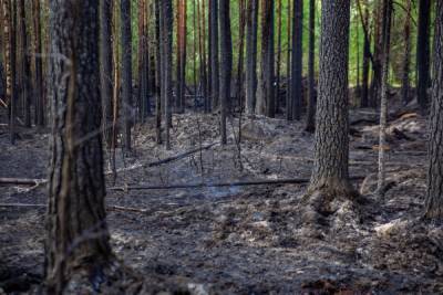 Алтун Фахреттин - Число лесных пожаров на юге Турции сократилось вдвое - aif.ru - Турция - провинция Анталья