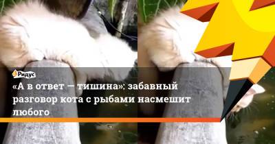 «А в ответ — тишина»: забавный разговор кота с рыбами насмешит любого - ridus.ru