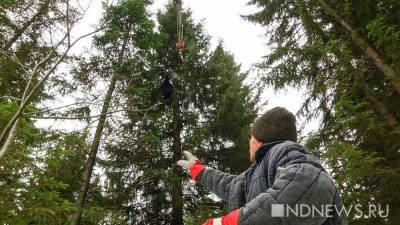 Экологи заявили о риске исчезновения трети деревьев в мире - newdaynews.ru