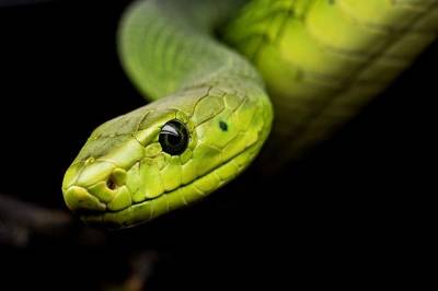 Ученые выяснили, что змеиный яд может помочь в лечении коронавируса и мира - cursorinfo.co.il - Бразилия - Сан-Паулу