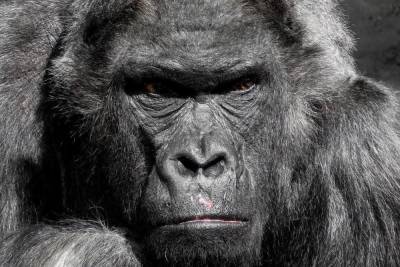 В США более дюжины горилл заразились коронавирусом - mk.ru - Сша - штат Джорджия