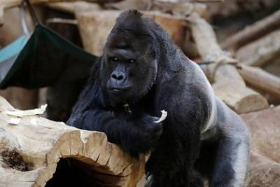 Больше десяти горилл заразились коронавирусом в американском зоопарке - lenta.ru - Сша