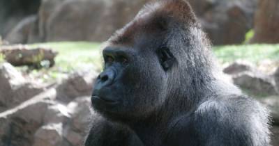 В США в зоопарке обнаружили вспышку коронавируса среди горилл - dsnews.ua - Сша - штат Джорджия - штат Айова