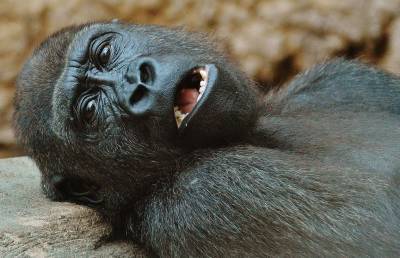 Больше десяти горилл заразились коронавирусом в американском зоопарке - ont.by - Белоруссия - Сша